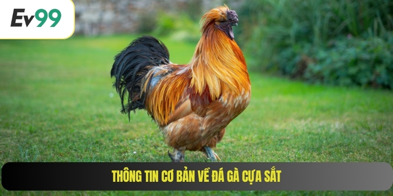 Thông tin cơ bản về đá gà cựa sắt
