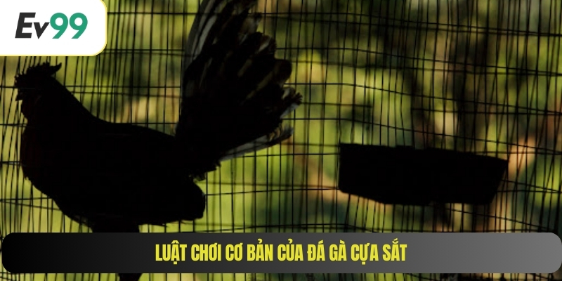 Luật chơi cơ bản của đá gà cựa sắt