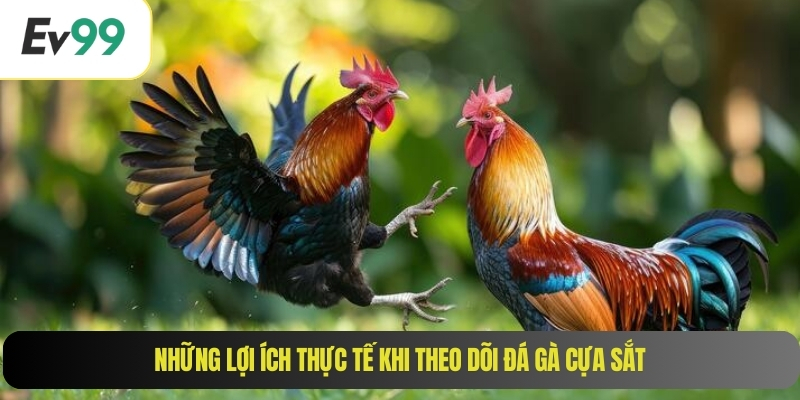 Những lợi ích thực tế khi theo dõi đá gà cựa sắt