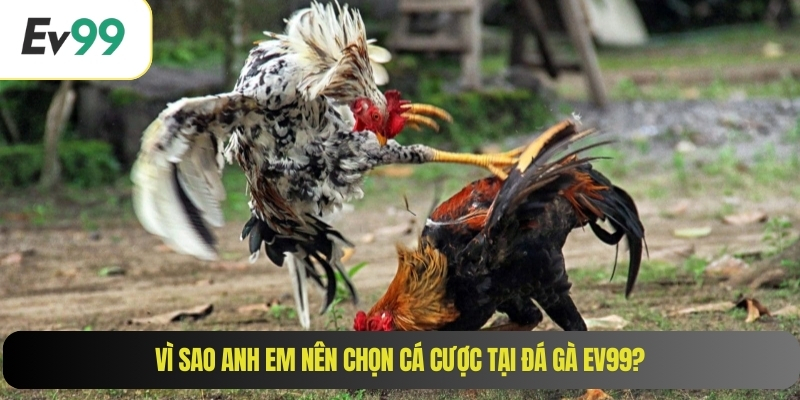 Vì sao anh em nên chọn cá cược tại đá gà EV99?