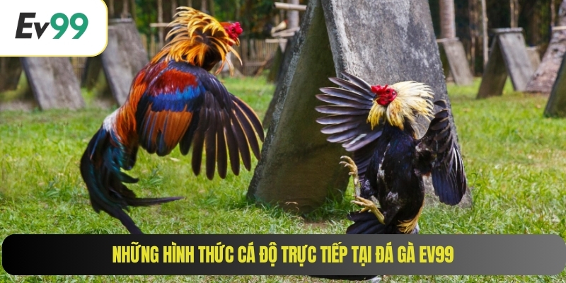 Những hình thức cá độ trực tiếp tại đá gà EV99