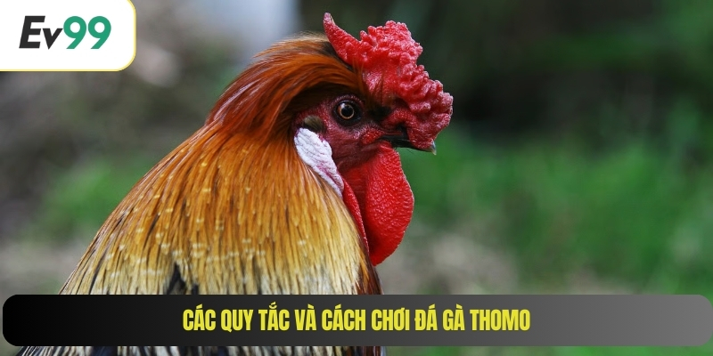 Các quy tắc và cách chơi đá gà Thomo