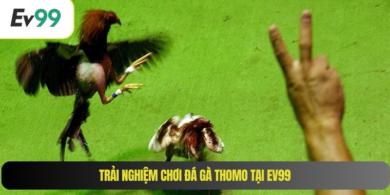 Trải nghiệm chơi đá gà Thomo tại EV99