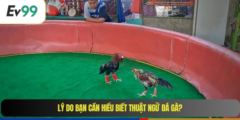 Lý do bạn cần hiểu biết thuật ngữ đá gà?
