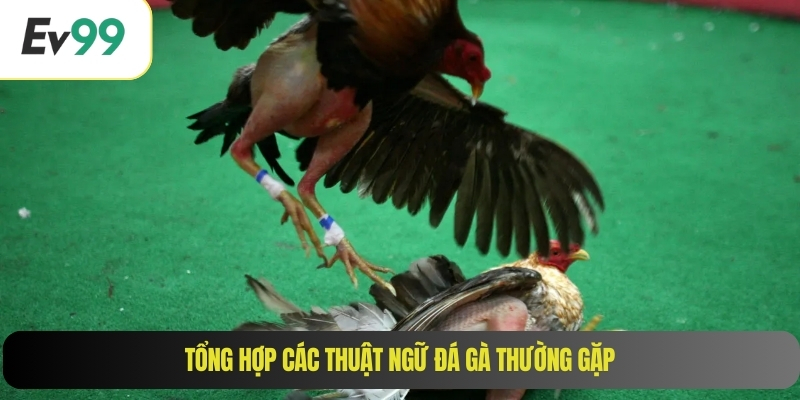 Tổng hợp các thuật ngữ đá gà thường gặp